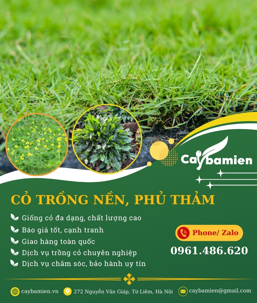 ảnh banner danh mục cây xanh