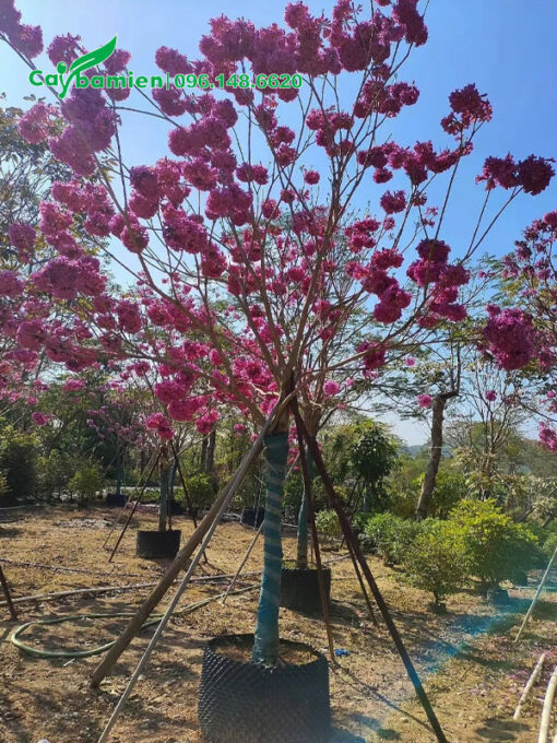 Phong Linh hoa tím đang nở hoa siêu đẹp