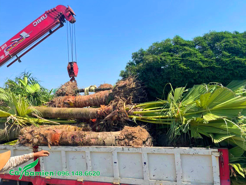 Xếp cây Cọ Trơn công trình, lóng thân cao gần 2m