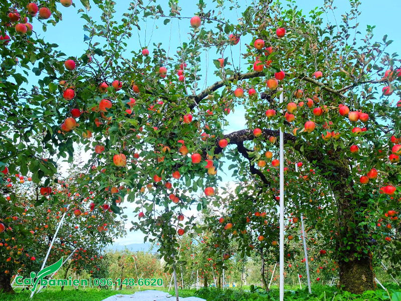 Hàng cây ăn quả đẹp, quả chín đỏ trên cây