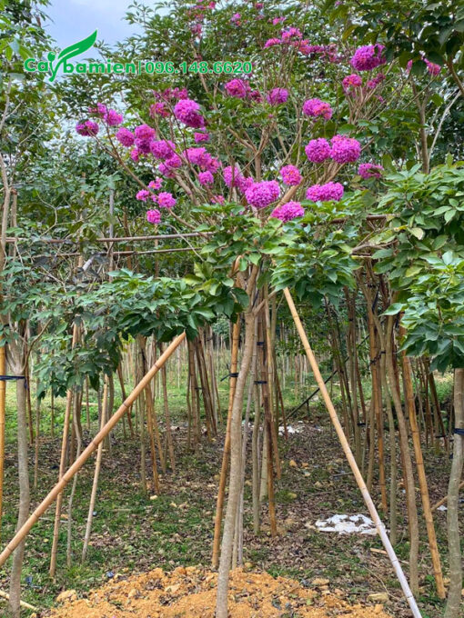 Cây đến mùa ra hoa, những chùm hoa tím đẹp, thu hút