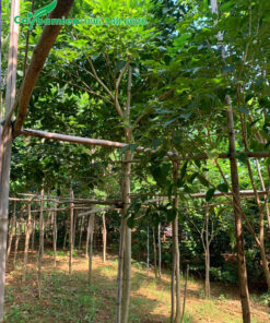 Vườn cây Phong Linh tím đường kính gốc 5 - 7cm