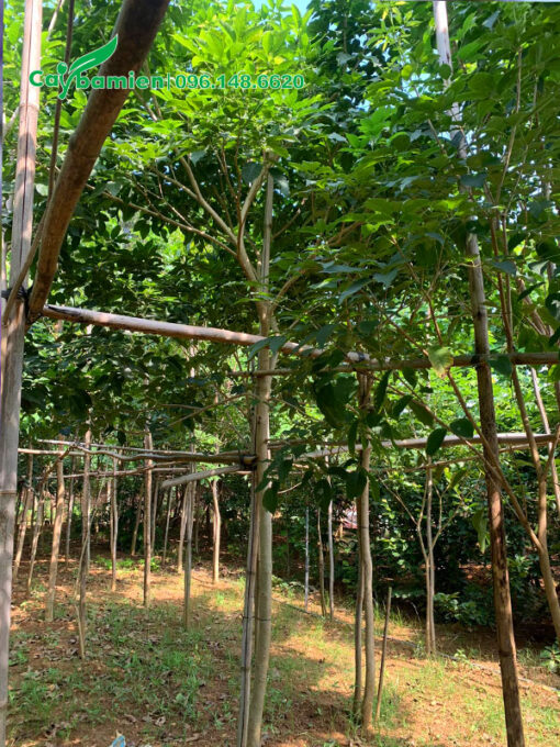 Vườn cây Phong Linh tím đường kính gốc 5 - 7cm