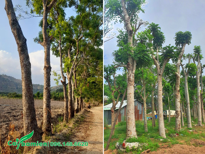 Hình ảnh cây xà cừ cổ thụ được trồng hoặc dâm ủ thành hàng dài tại vườn Cây Ba Miền