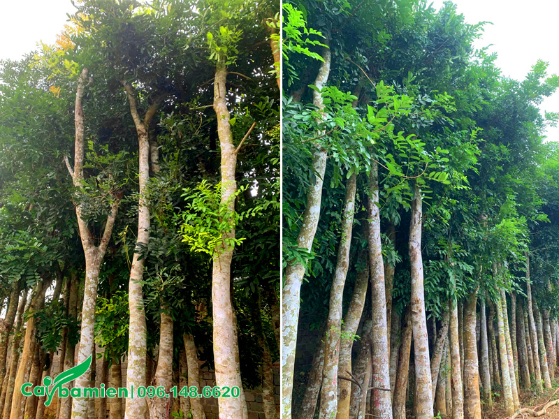 Vườn dâm ủ cây xà cừ công trình đường kính gốc 15 - 20cm