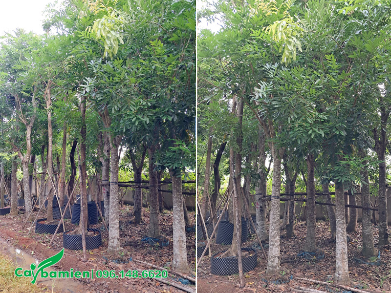 Vườn dưỡng ủ cây xà cừ đường kính gốc 20cm