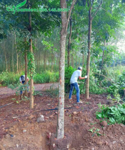 Thợ nhà vườn đang khoanh đất và bứng những cây xà cừ kích thước lớn, đường kính gốc khoảng 15 - 20cm