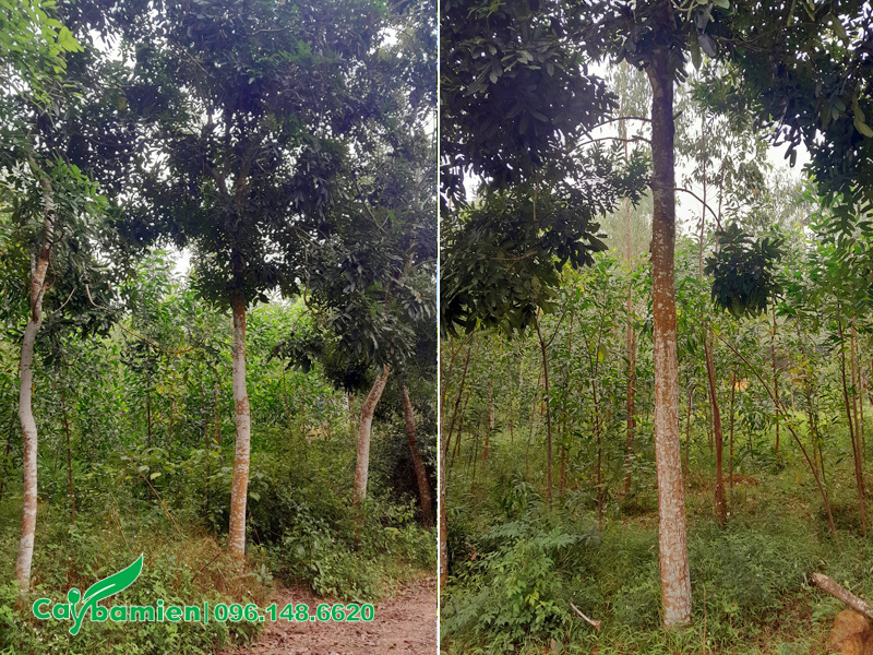 Chăm sóc vườn cây xà cừ gần 10 năm tuổi