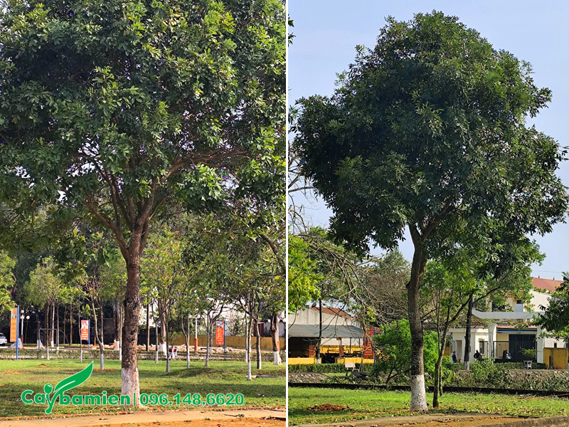 Phòng trừ sâu bệnh cho cây xà cừ bằng biện pháp quét vôi vào thân cây