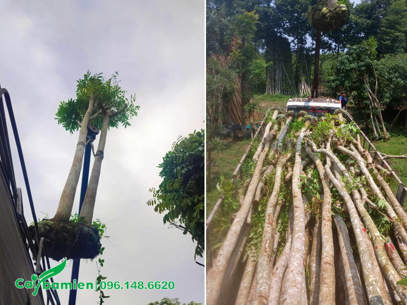 Cẩu và xếp cây xà cừ lên xe đầu kéo giao cho khách ở Ninh Bình