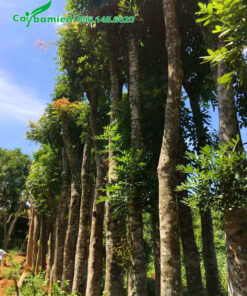 Cây xà cừ công trình đã dưỡng ủ, đường kính gốc 20cm