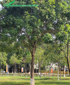 Cây xà cừ trồng ở công viên