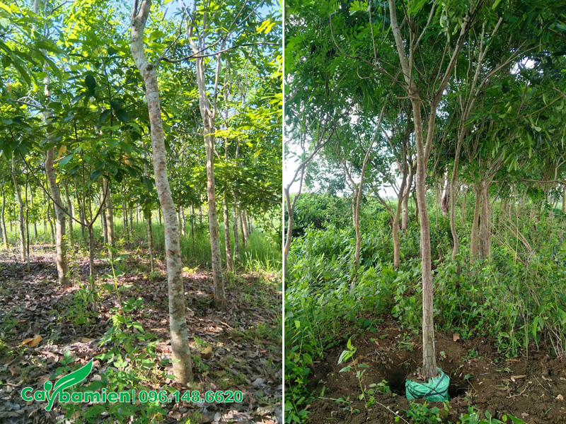Vườn cây xà cừ đường kính gốc 15cm, nuôi từ bé tại vườn ở Hưng Yên