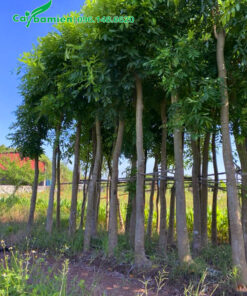 Xà cừ đang dâm ủ tại vườn ở Hưng Yên