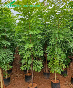 Mua giống cây xà cừ cao hơn 2m