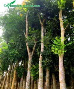 Cây xà cừ Hà Nội, đã dâm ủ, chiều cao 5m trở lên