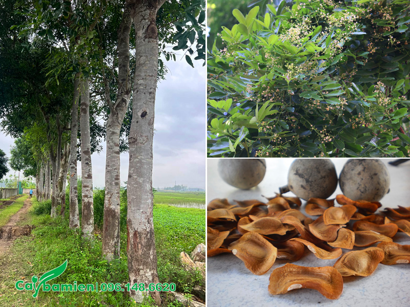 Thu mua vỏ cây xà cừ và lá để làm thuốc