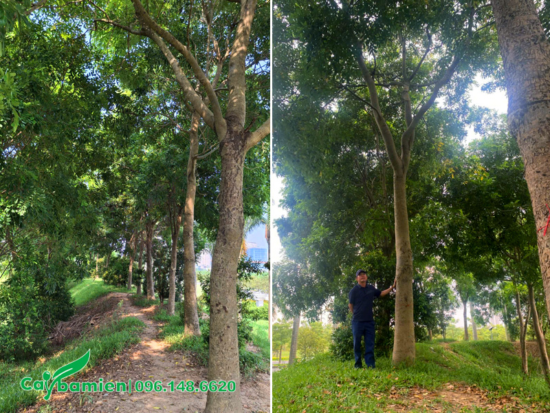 Hàng cây xà cừ lâu năm đường kính gốc 30 - 40cm, chiều cao 7 - 9m