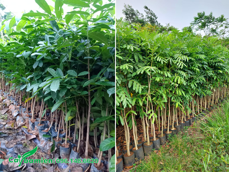 Vườn cây giống xà cừ đã đảo bầu, chiều cao khoảng 1m