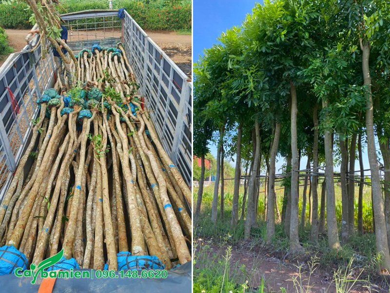 Cây xà cừ dâm ủ đã tuyển chọn kỹ, chiều cao 4 - 5m