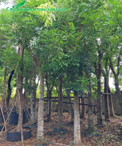 Cây dưỡng bầu nổi hơn 1 năm, tán cành ra đẹp và đều