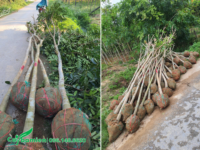 Cây xà cừ giá rẻ, chiều cao khoảng 4m, đã dâm ủ hơn 6 tháng