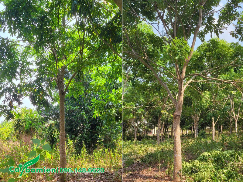 Vườn cây lâu năm, tán đẹp, đường kính gốc từ 20cm