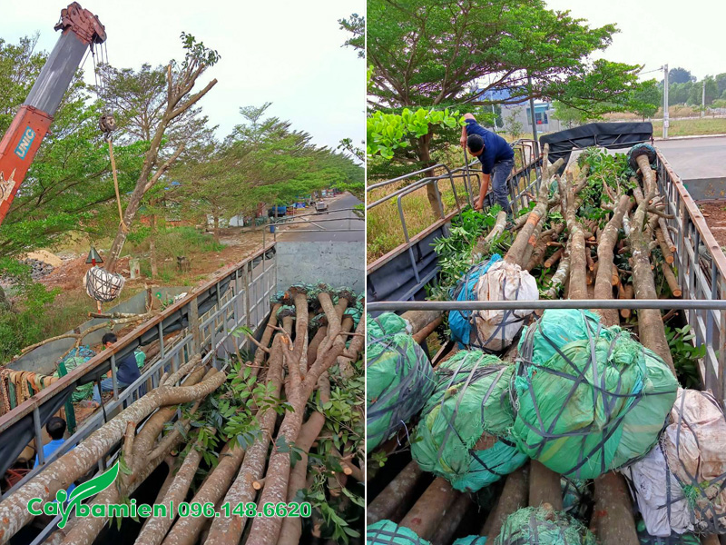 Cung cấp và trồng số lượng lớn xà cừ công trình cho khu đô thị ở Hà Nội