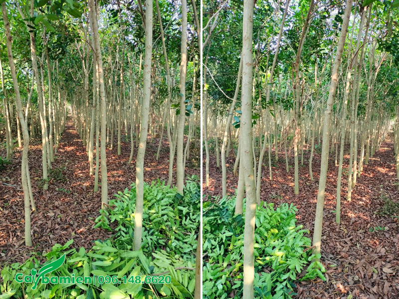 Vườn cây xà cừ đường kính gốc 5cm, hàng đánh thẳng tại Nghệ An