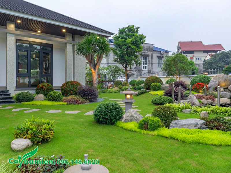 Cỏ nhung nhật trồng sân vườn biệt thự tạo không gian xanh mướt
