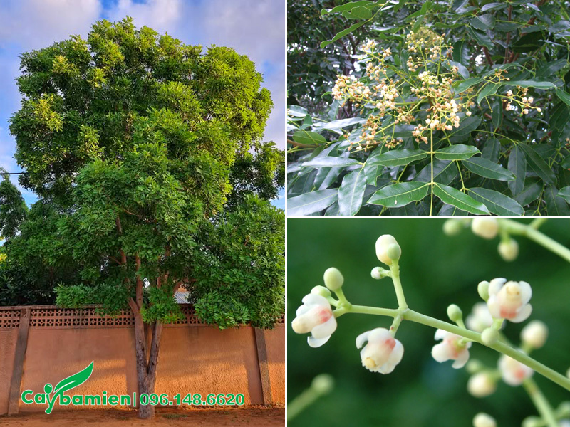 Hình ảnh cây xà cử cổ thụ đang ra hoa, chùm hoa vàng nhạt