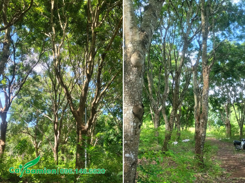 Rừng cây xà cừ lâu năm, đường kính gốc 25 - 30cm