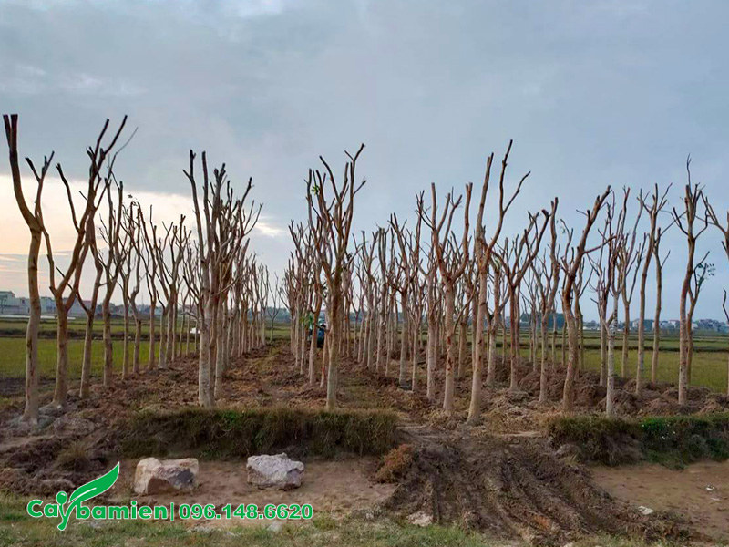 Trồng dâm ủ số lượng lớn cây xà cừ công trình cao 4 - 5m