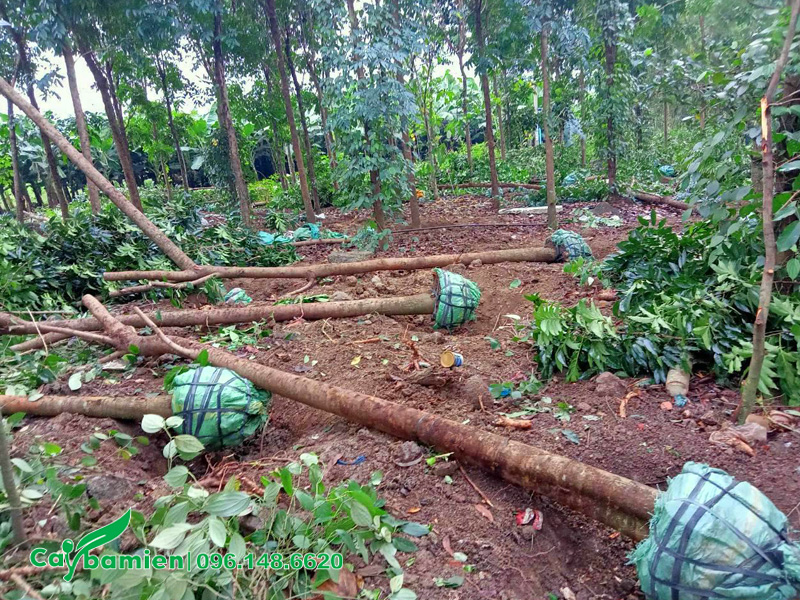 Bứng trực tiếp những cây xà cừ đường kính gốc 12 - 15cm tại nhà vườn ở Thái Bình