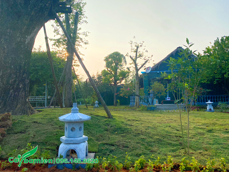 Thi công trồng cỏ nhung nhật cho khuôn viên khu sinh thái