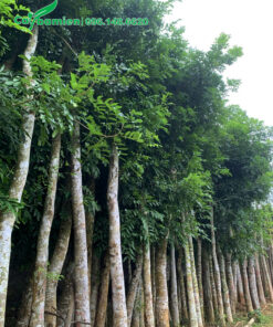 Vườn dưỡng ủ số lượng lớn, tán lá đang ra cực kỳ đẹp