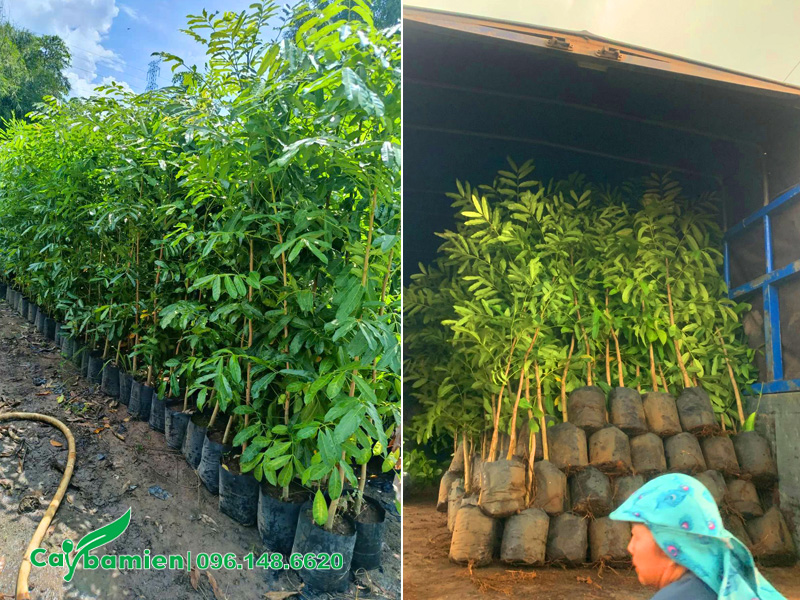 Xuất vườn một lô cây giống xà cừ chiều cao hơn 1m