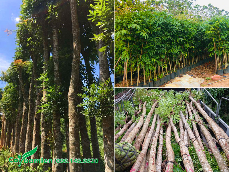 Cây Ba Miền cung cấp đa dạng các loại cây xà cừ từ nhỏ đến lớn