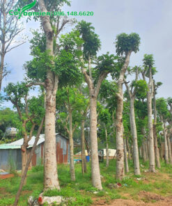 Dâm ủ cây xà cừ cổ thụ vanh 120 - 150