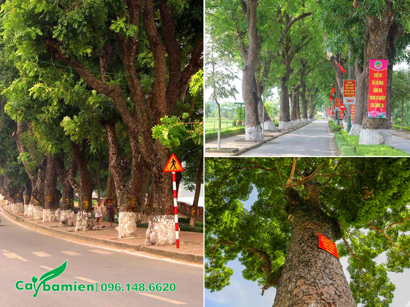Hàng cây xà cừ cổ thụ trồng lấy bóng mát đường phố