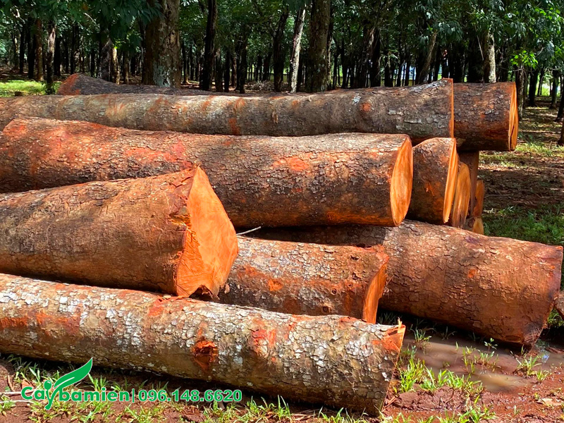 Khai thác gỗ cây xà cừ, đường kính gốc 60 - 80cm