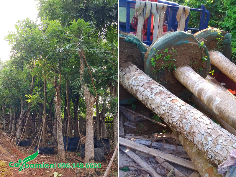 Bán cây xà cừ công trình đường kính vanh 60 - 70cm