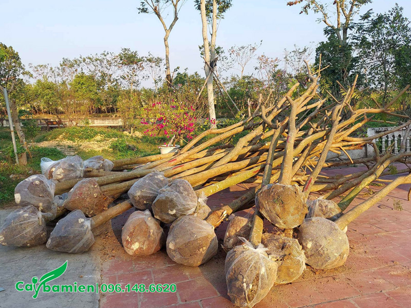 Thi công trồng số lượng lớn cây xà cừ công trình đường kính gốc 8cm trở lên