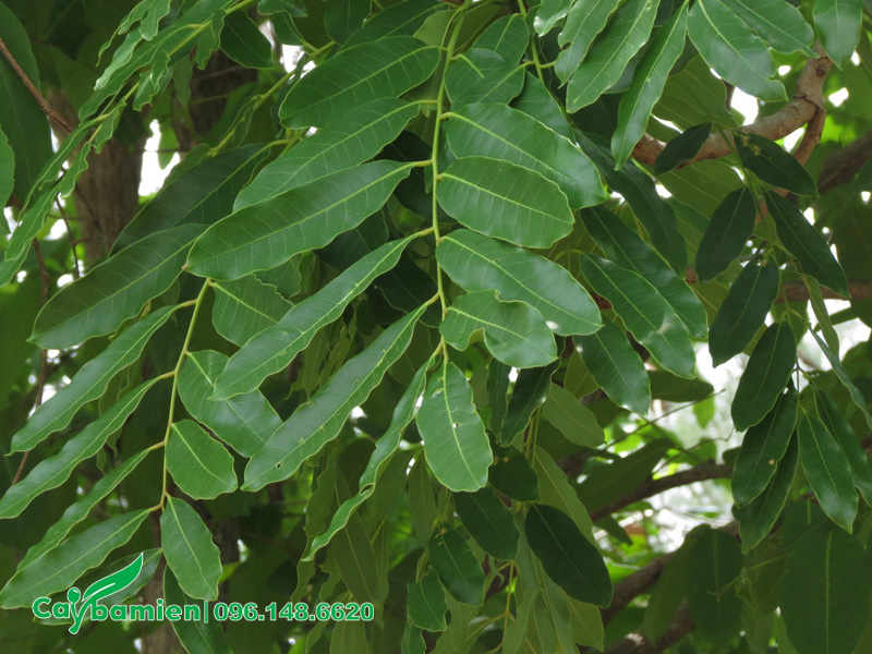 Lá cây xà cừ nhìn giống lá nhẵn, màu xanh đậm