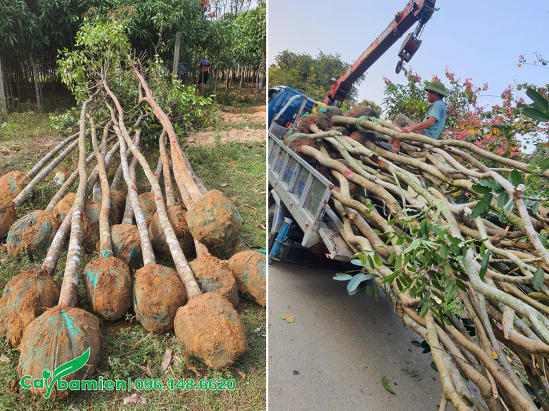 Cung cấp số lượng lớn cây xà cừ dâm ủ, đường kính gốc 8 - 10cm cho dự án khu đô thị