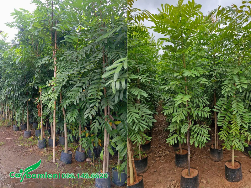 Cây giống xà cừ chiều cao 2m