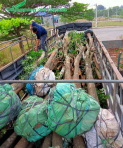 Công nhân nhà vườn đang xếp 150 cây xà cừ công trình đường kính gốc 30cm cho dự án trồng khu đô thị