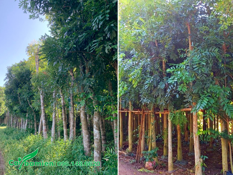 Vườn cây xà cừ dâm ủ kỹ, chiều cao 5 - 6m tại Hà Nội