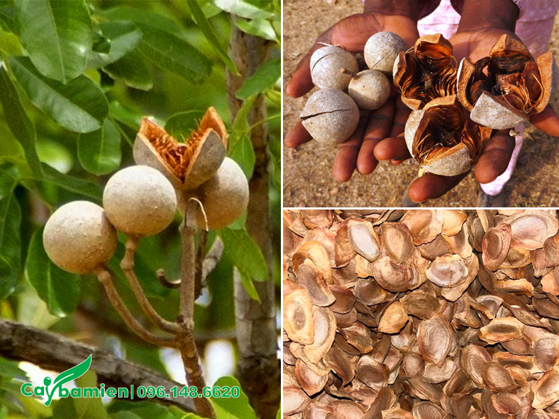 Hình dáng quả và hạt cây xà cừ