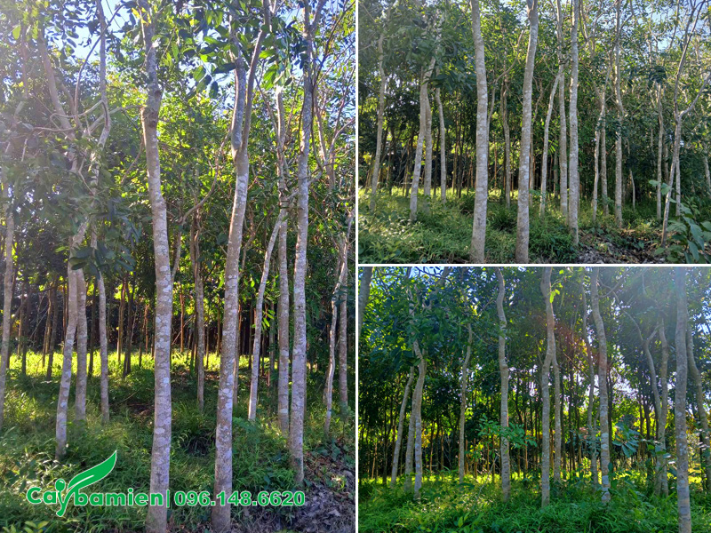 Rừng cây xà cừ phục vụ trồng cảnh quan công trình, đường kính gốc từ 20 - 25cm
